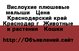 Вислоухие плюшевые малыши › Цена ­ 4 000 - Краснодарский край, Краснодар г. Животные и растения » Кошки   